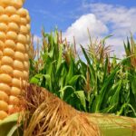 Aumenta producción de maíz, pese a reducción en uso de glifosato