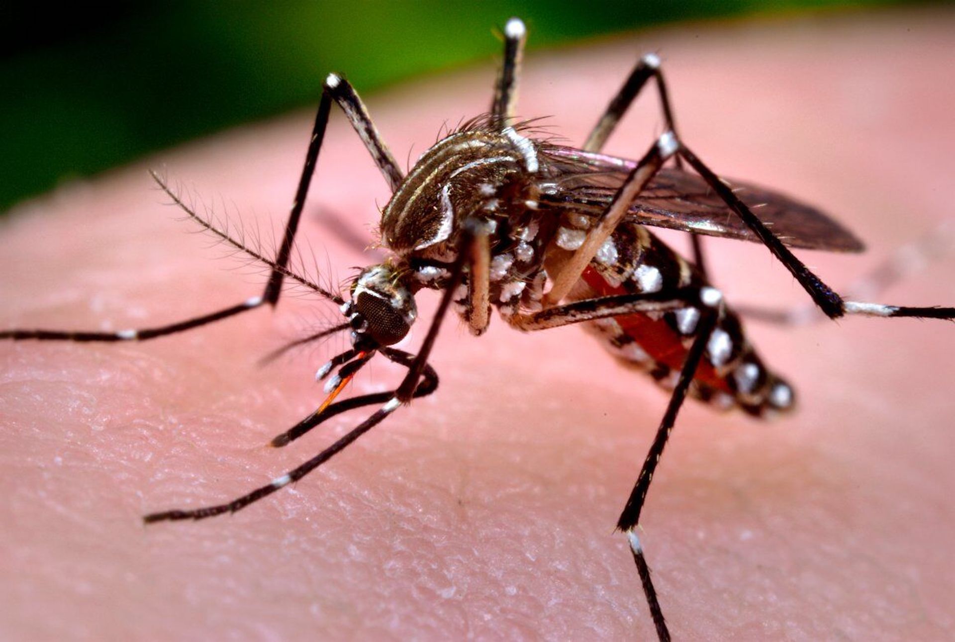 La adaptación viral en mosquitos: factor de restricción en infecciones