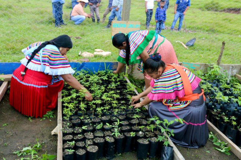 Armenta celebra logros programa Sembrando vida