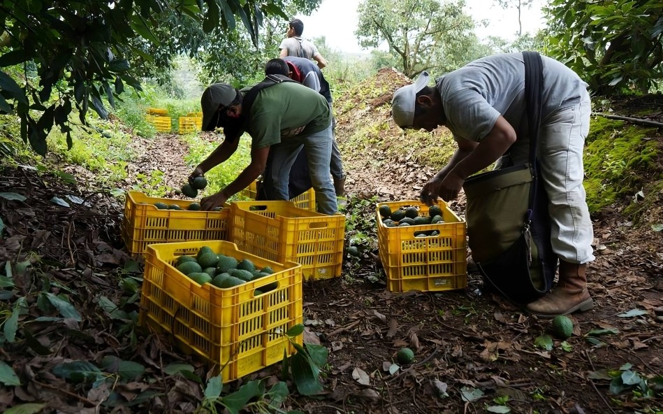 Marko cortés ranchos de aguacate en Jalisco