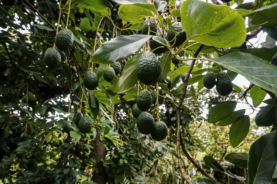 ubicación de los ranchos d eMarko Cortés en Jalisco