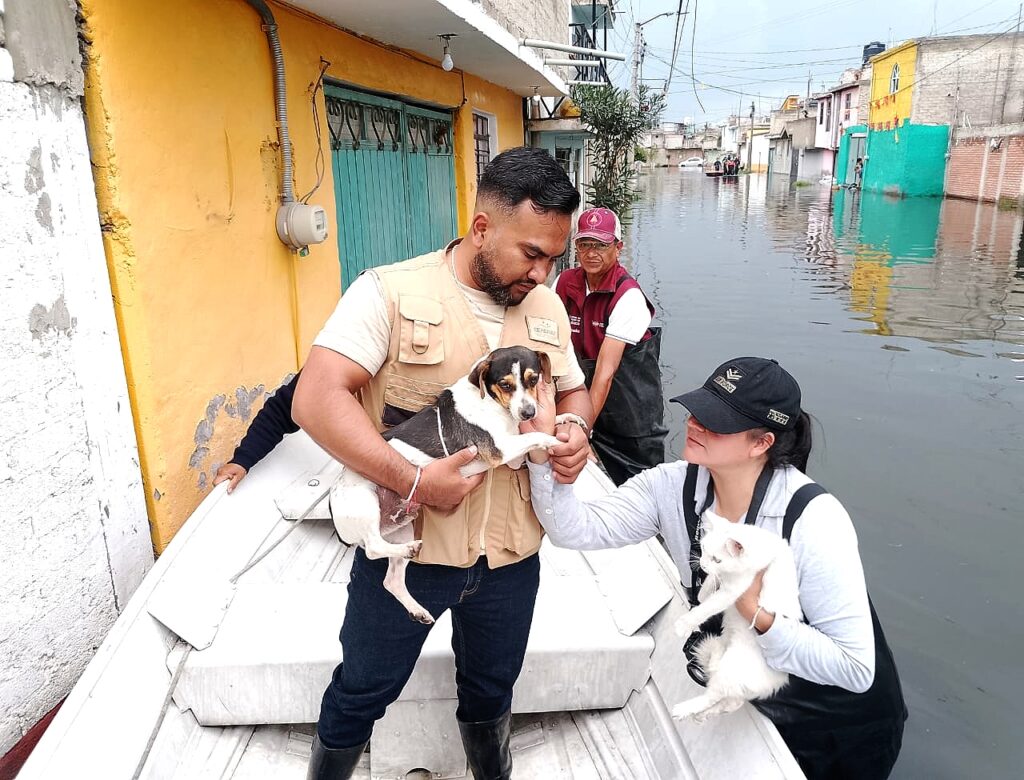 Brigadas y fundaciones sumaron apoyo al rescate de animales en Chalco