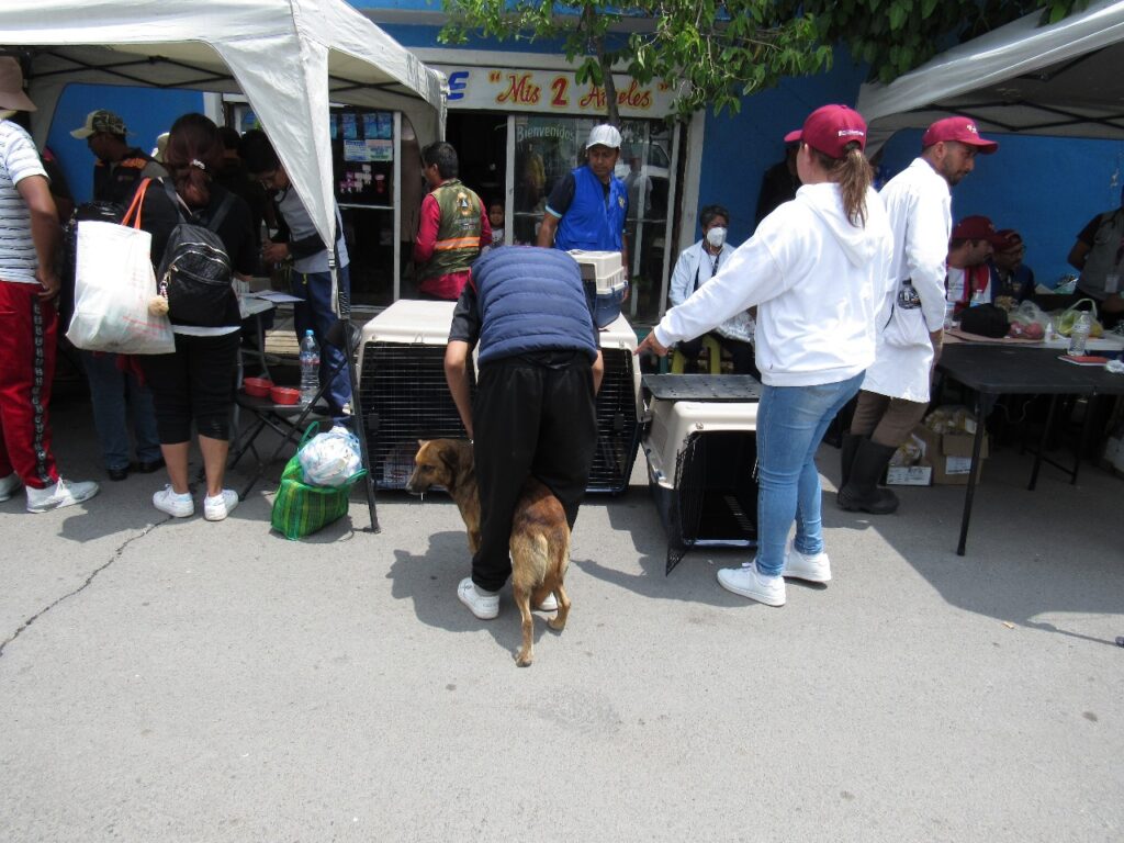 Se brindó atención médica a mascotas y animales callejeros