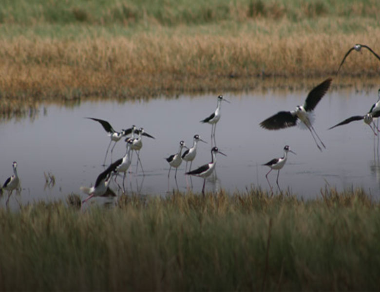 Avistamiento de nuevas especies de aves en el lago de Texcoco 