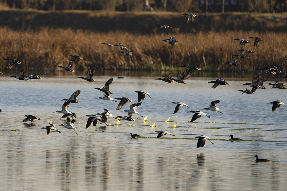 Vida silvestre regresa al lago de Texcoco