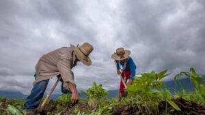 México en busca de la soberanía alimentaria
