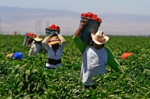 La importancia de apoyar al campo mexicano