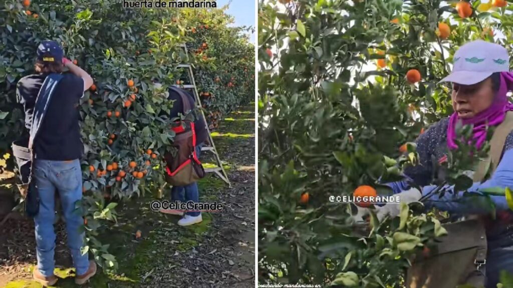 Estadounidenses trabajan en el campo