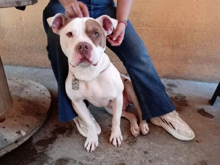 ¿Qué pasó con perrito que adoptó Sandra Cuevas?