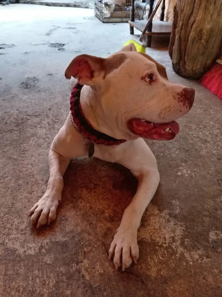 Sandra Cuevas abandonó a perrito tras adoptarlo