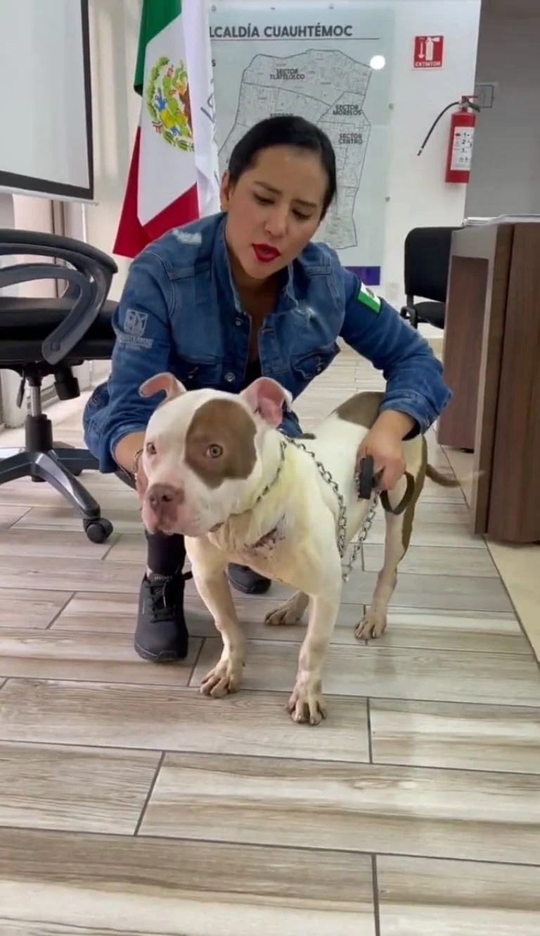 Sandra Cuevas utilizó a perrito para beneficio electoral