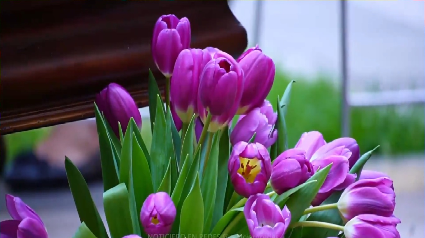Tulipán 8M Paises Bajos