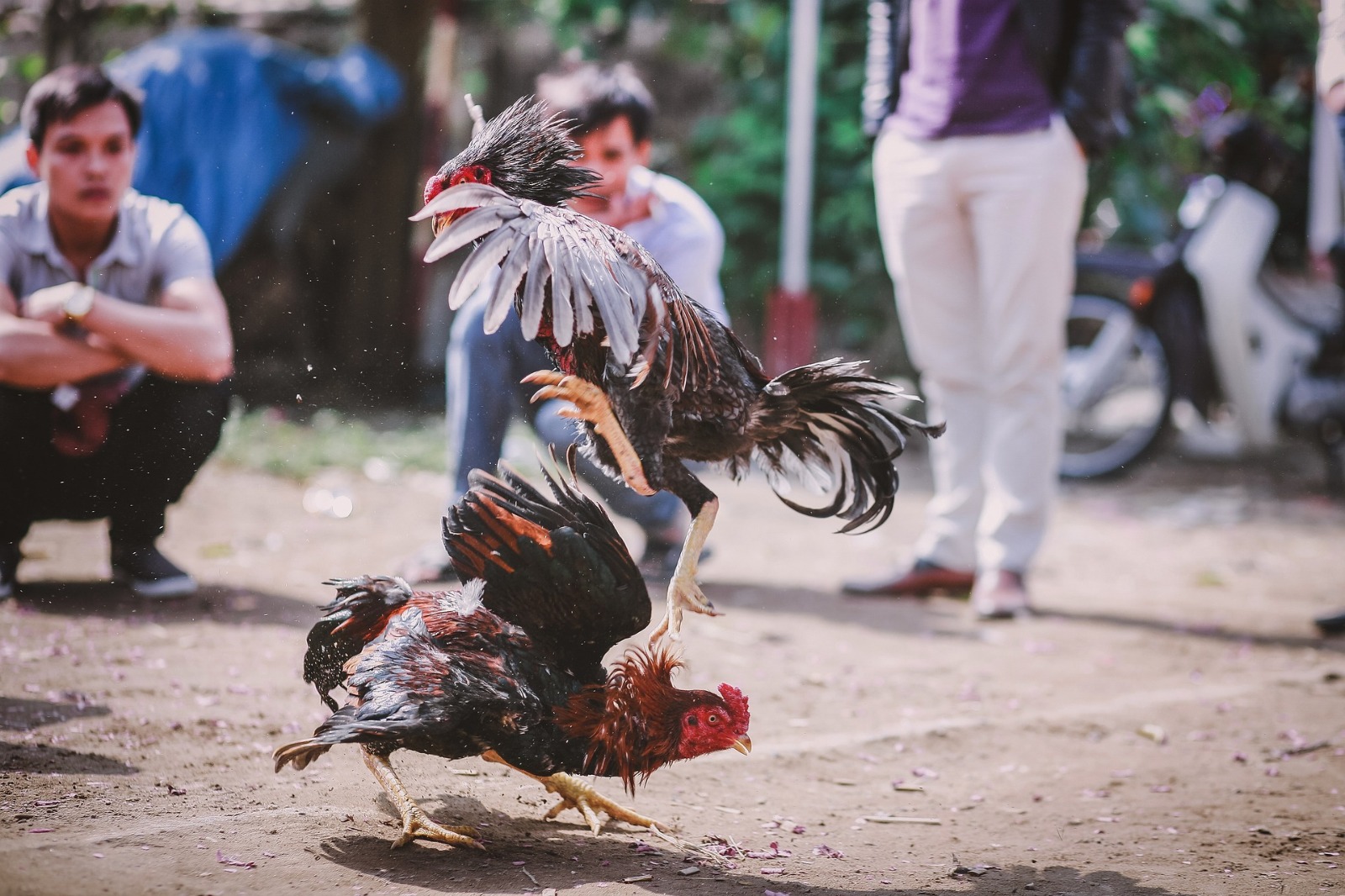 Aguascalientes blinda pelea de gallos