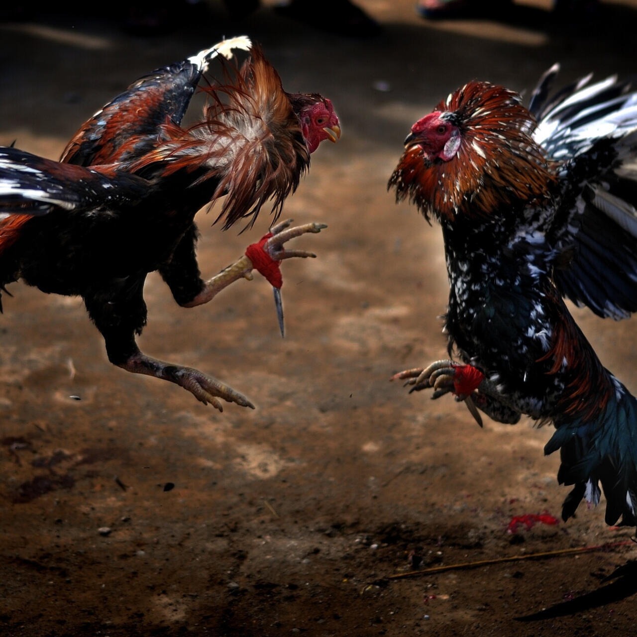 Diputados de Aguascalientes blindan pelea de gallos