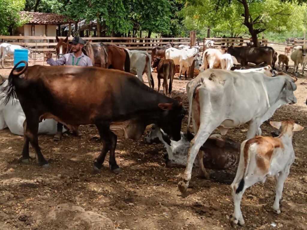 Ganado en México