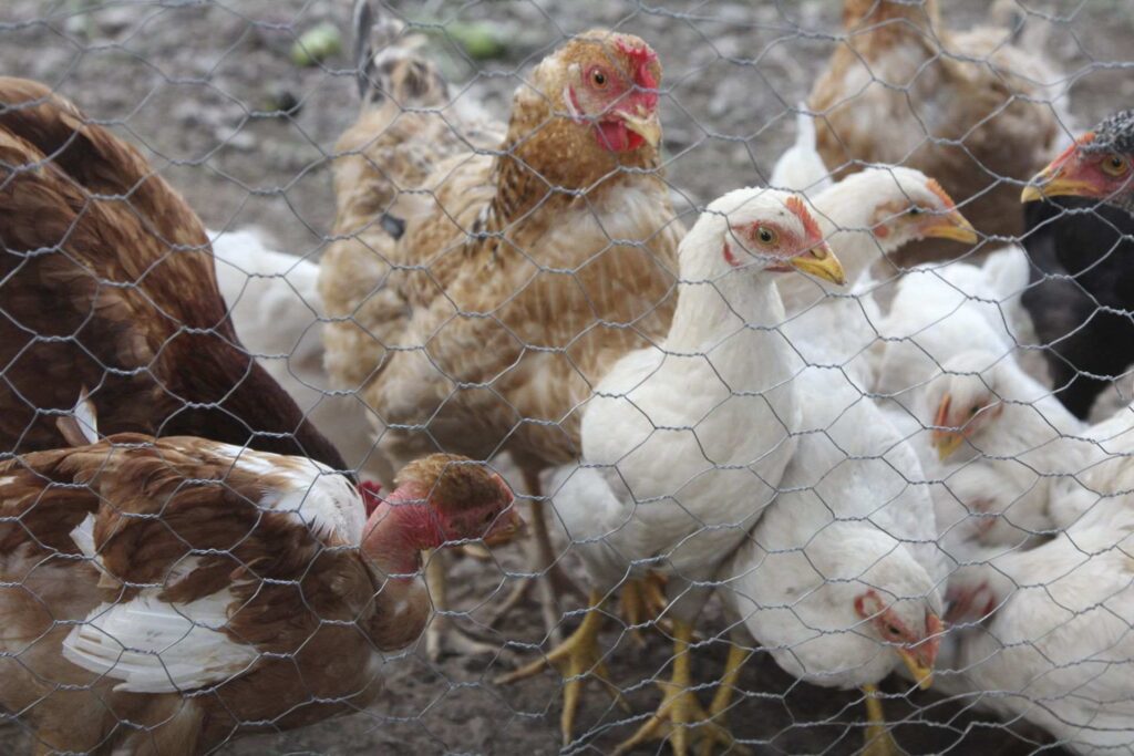 Influenza H5N1 en aves