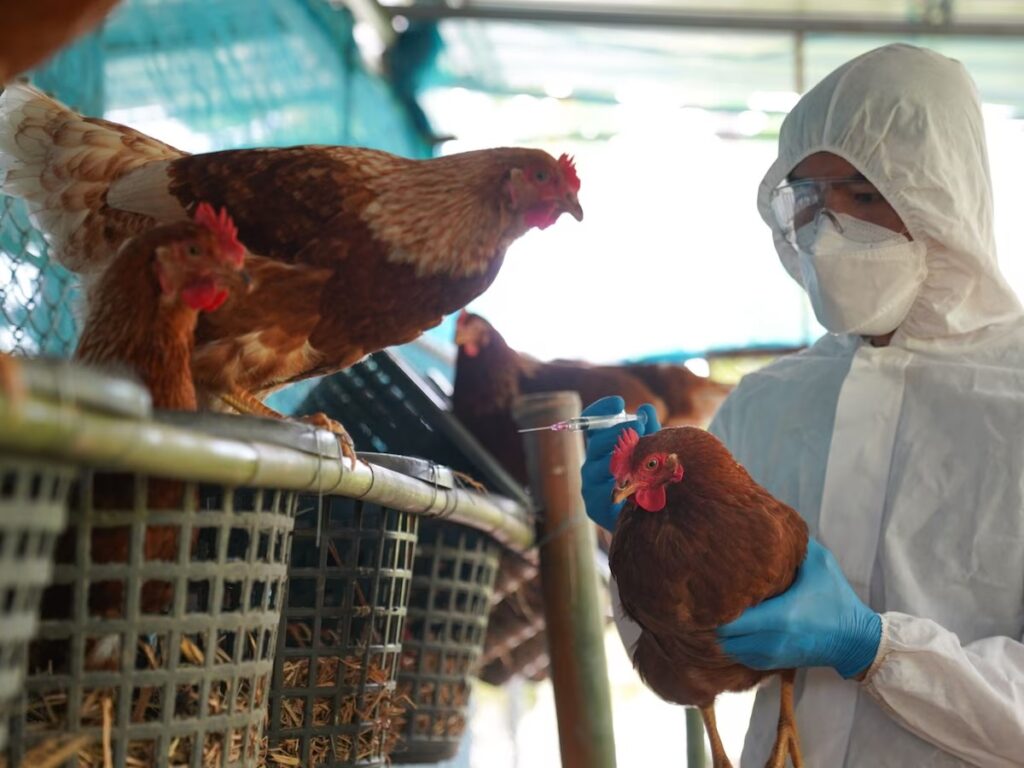 Influenza H5N1