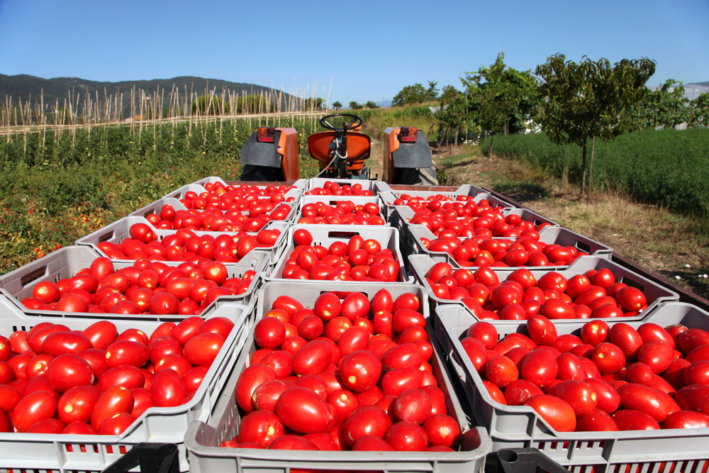 Producción de tomate en México