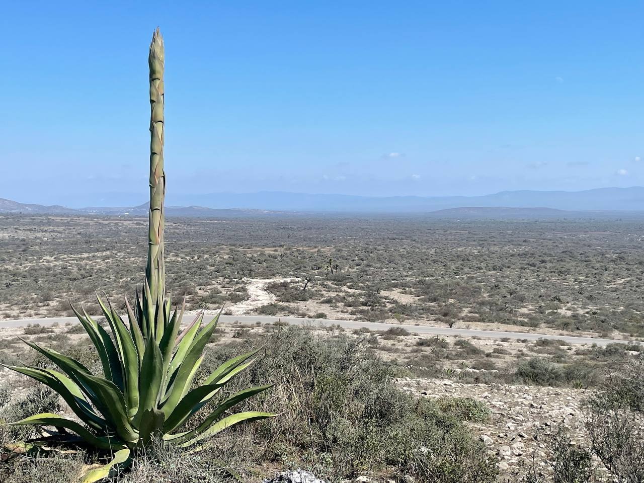 Cancelan proyecto minero de empresa ligada a Salinas Pliego