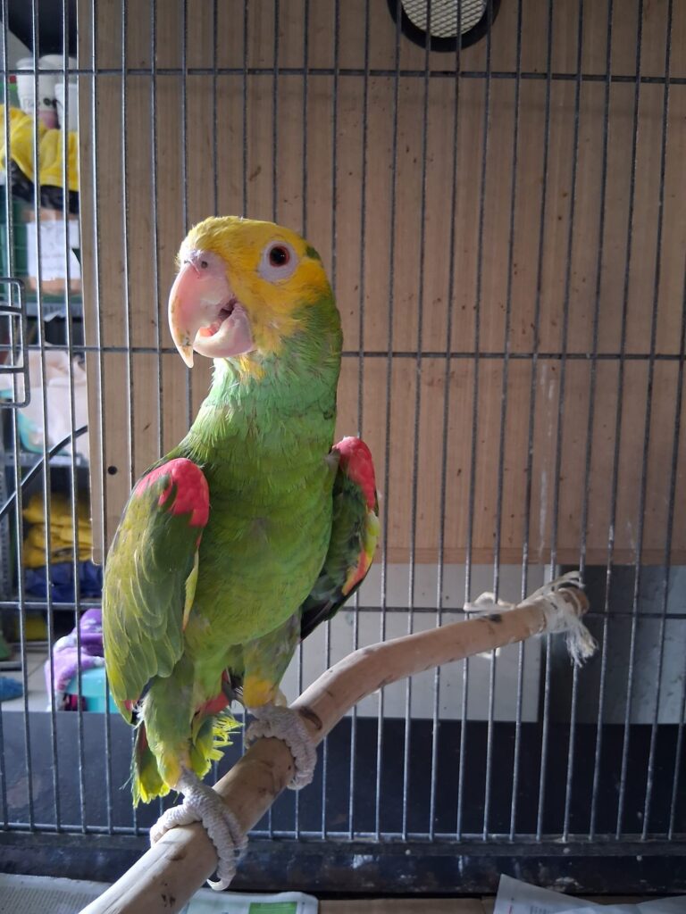 Loro pecho amarillo