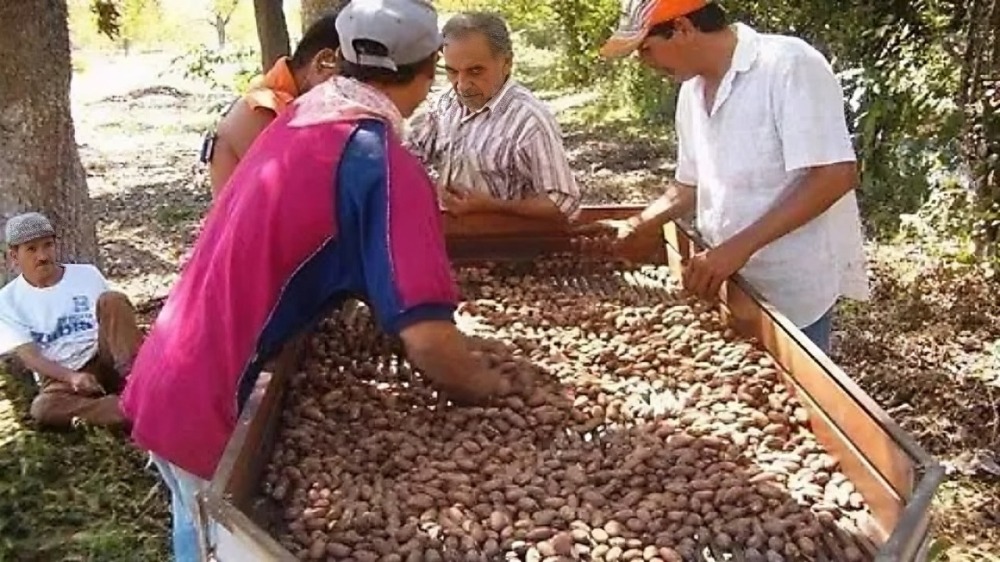 Nuez menonitas