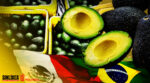 Aguacate mexicano para exportación