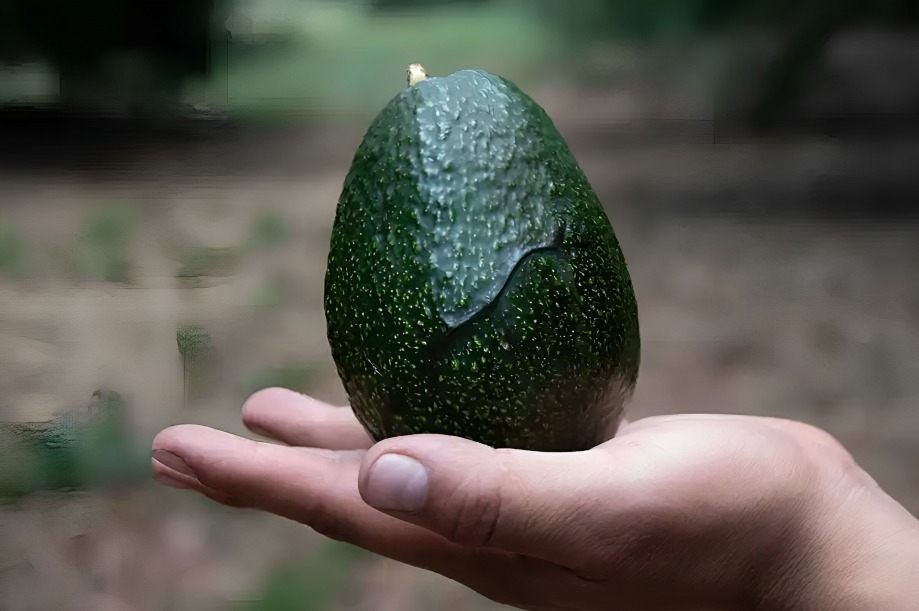 Aguacate mexicano