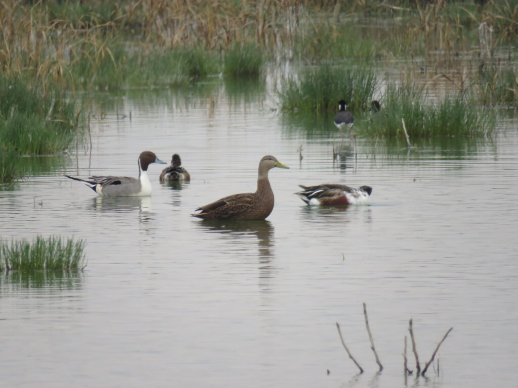 Fauna lago de Texcoco