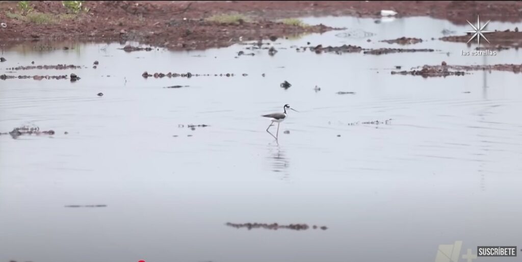 Televisa reportaje aves