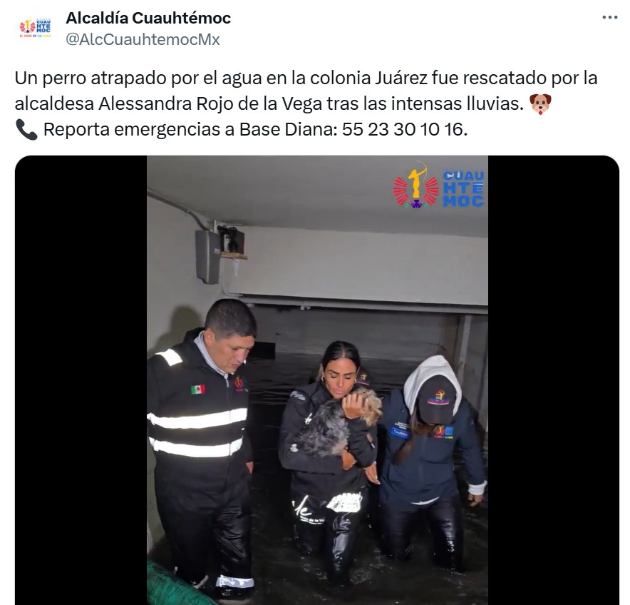 Alessandra Rojo rescate de perro