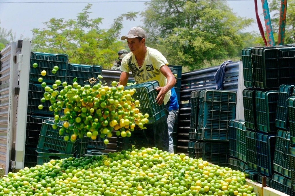 Limoneros de Michoacán 