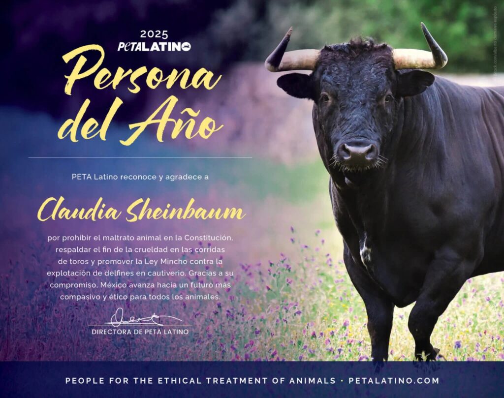 PETA latino reconoce a Sheinbaum