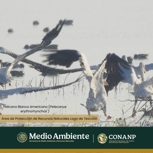 Conanp Lago de Texcoco