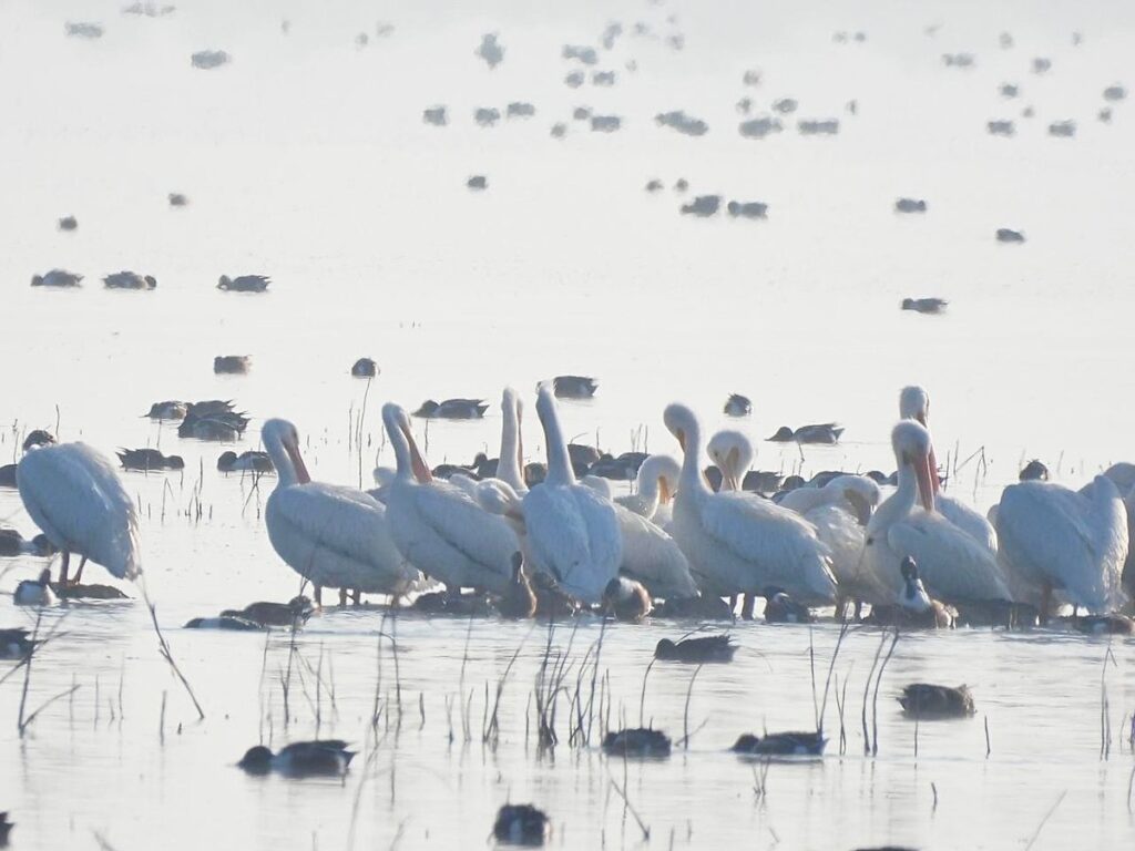 regresan pelícanos a Lago de Texcoco
