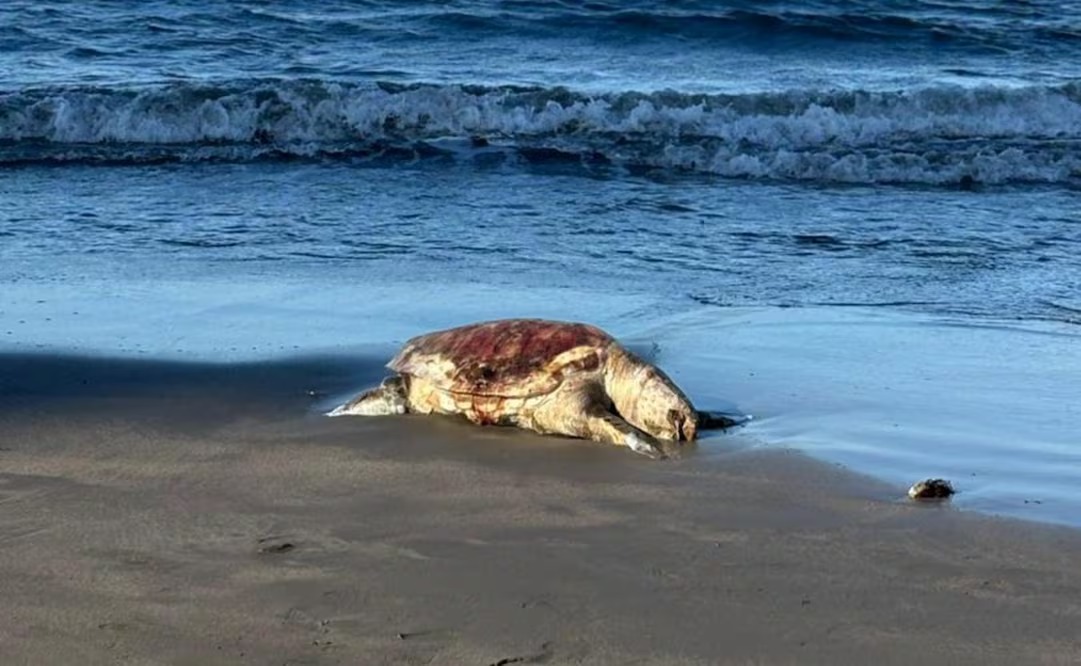 Derrame petrolero en el Golfo de México 