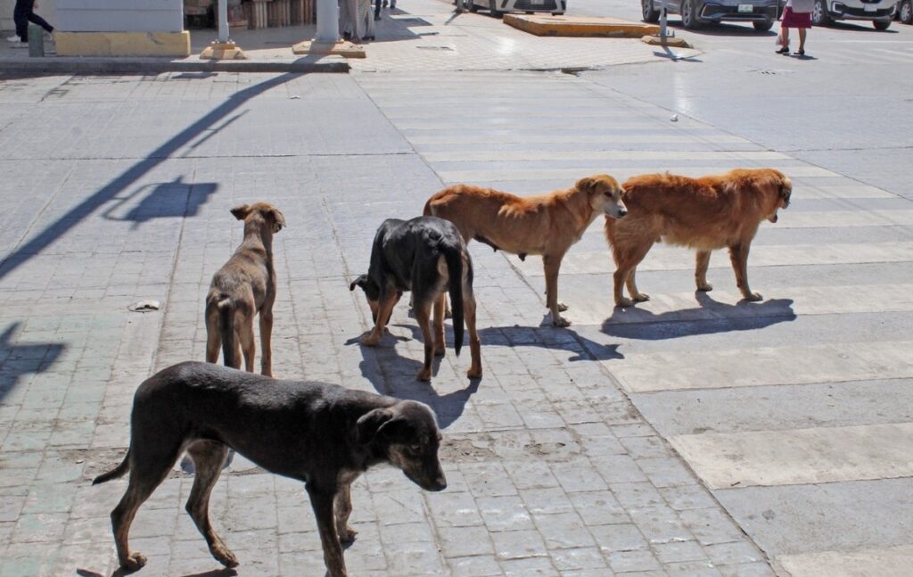 perritos en situación de calle