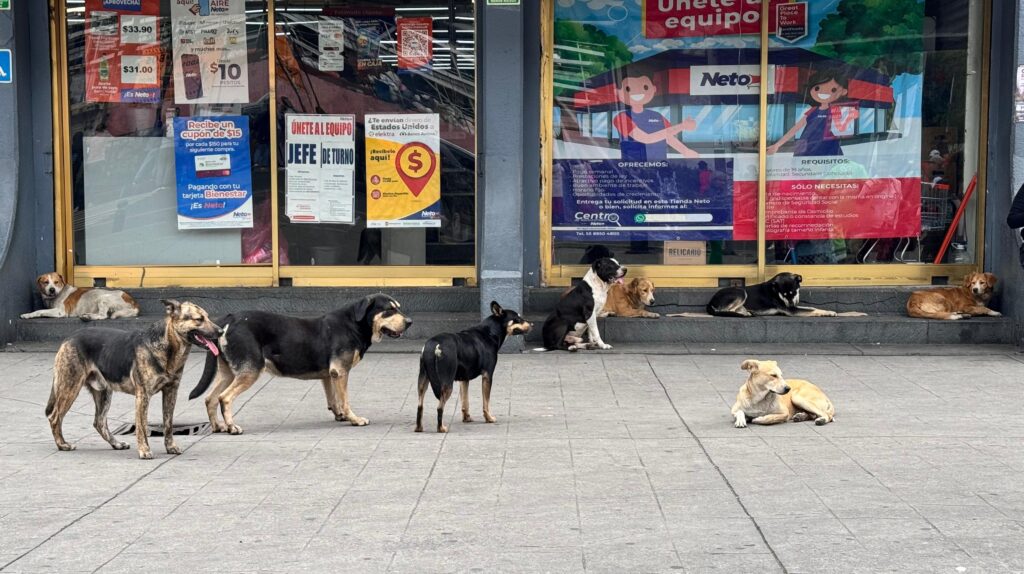 Senadora de Morena mata perros