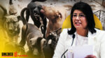 senadora sacrificó a 10 mil perros denuncia aminaza