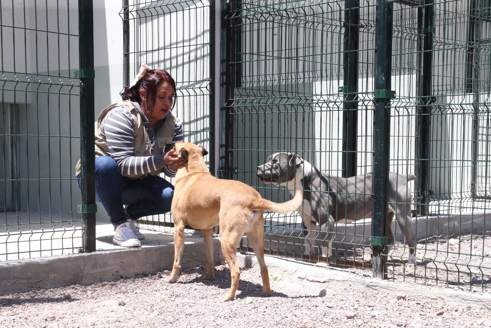 Gobierno del Edomex endurece castigo por maltrato animal