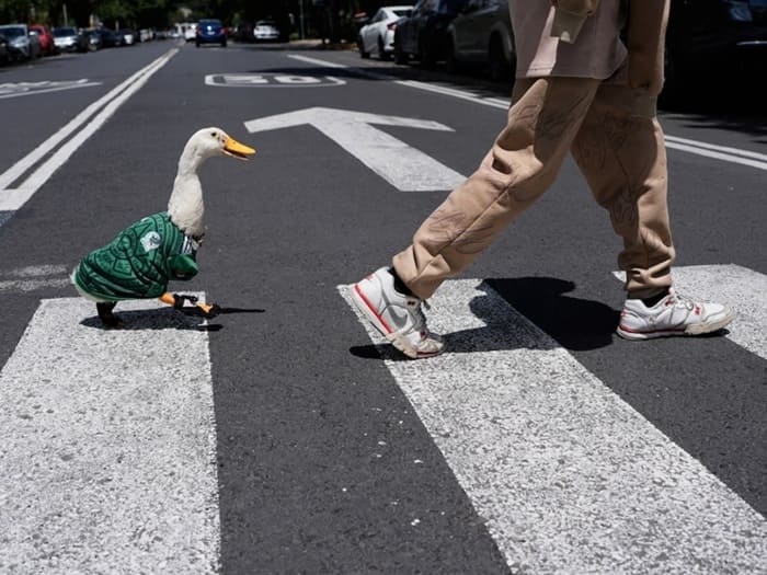 Registran a El Pato Merlín antes que la familia