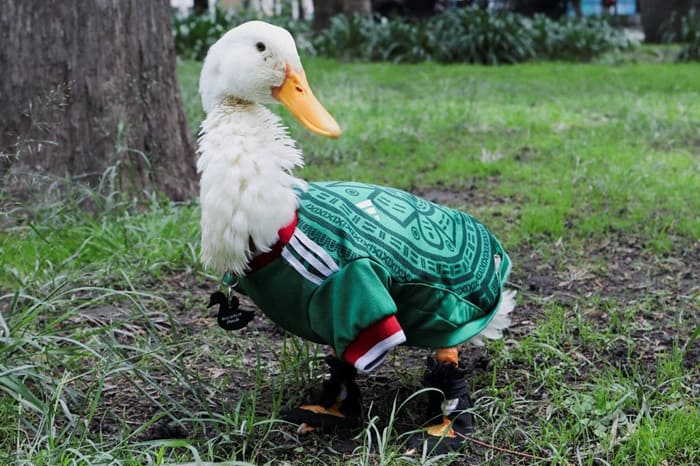 ¿Quién registró al Pato Merlín en el IMPI?