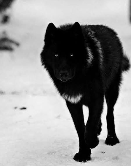 lobo Salinas Pliego