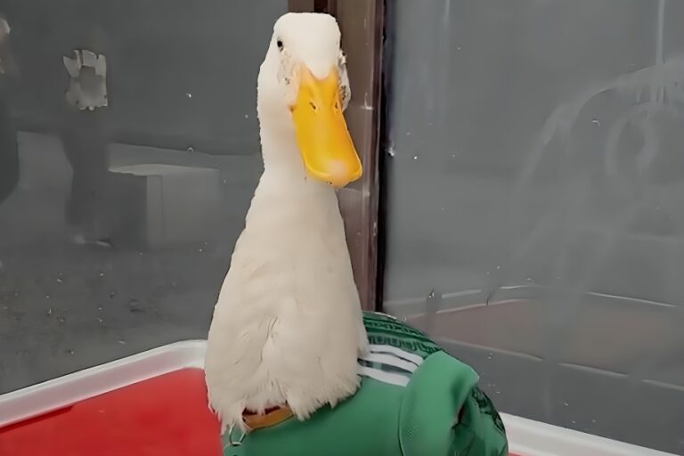 Pato Merlín