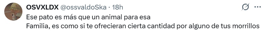 pato más que un animal