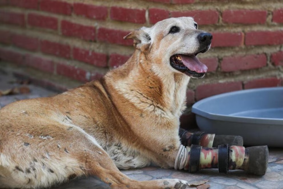 perrito Pay de Limón