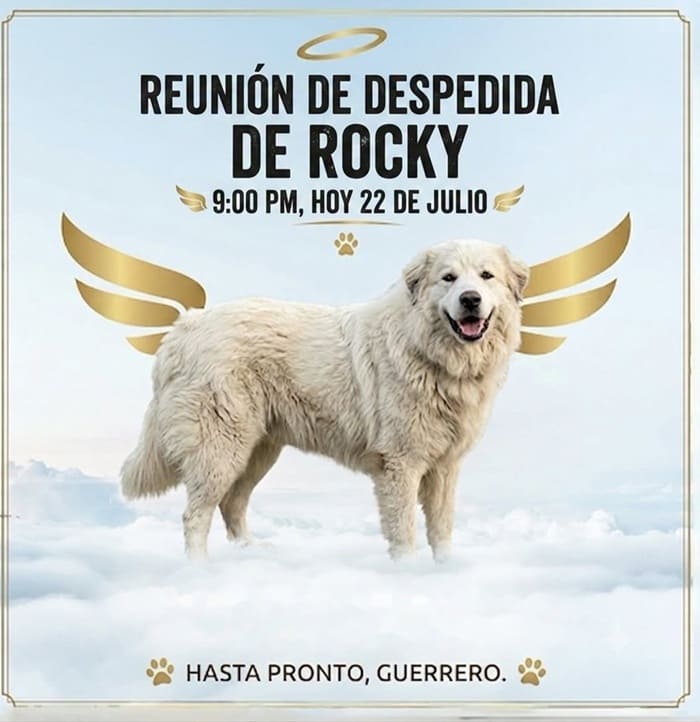 Vinculan a dueña de perro por maltrato