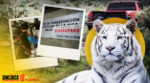 Profepa confirma uerte de tigre que se fugó en Edomex