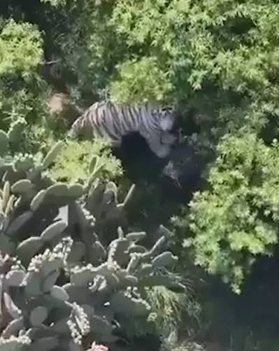 Profepa, operativo tigre Kenzo