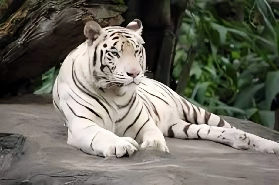 Profepa Tigre Kenzo